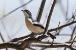 Zambia_346