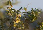 Zambia_348