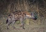 Zambia_354