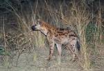Zambia_356