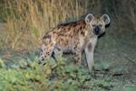 Zambia_357