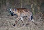 Zambia_358