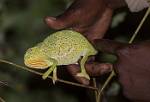 Zambia_363