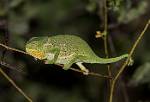 Zambia_365