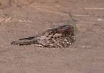 Zambia_366