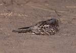 Zambia_367