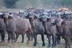 Zambia_371
