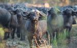 Zambia_372
