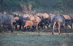Zambia_373