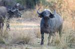 Zambia_374