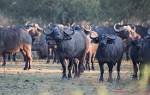 Zambia_375