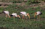 Zambia_384