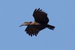 Zambia_385