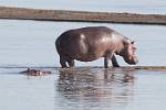 Zambia_391