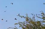 Zambia_393