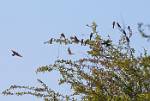 Zambia_394