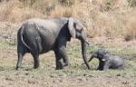 Zambia_397