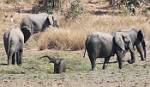 Zambia_398