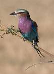 Zambia_400