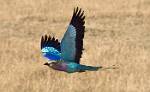 Zambia_401
