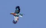 Zambia_402