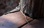 Zambia_403