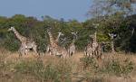 Zambia_405