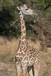 Zambia_406