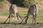 Zambia_407