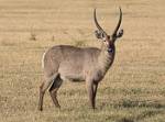 Zambia_408