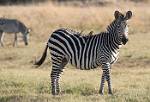 Zambia_410