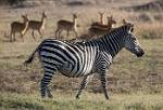 Zambia_411