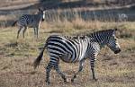Zambia_412