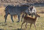 Zambia_413