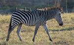 Zambia_415