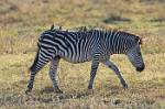Zambia_416