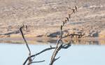 Zambia_421
