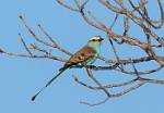 Zambia_422