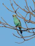 Zambia_423