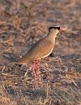 Zambia_424