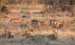 Zambia_425