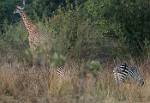 Zambia_426