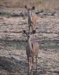Zambia_427