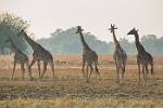 Zambia_441