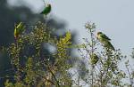 Zambia_442