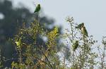 Zambia_443