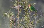 Zambia_444