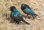 Zambia_445