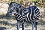 Zambia_447