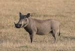 Zambia_448